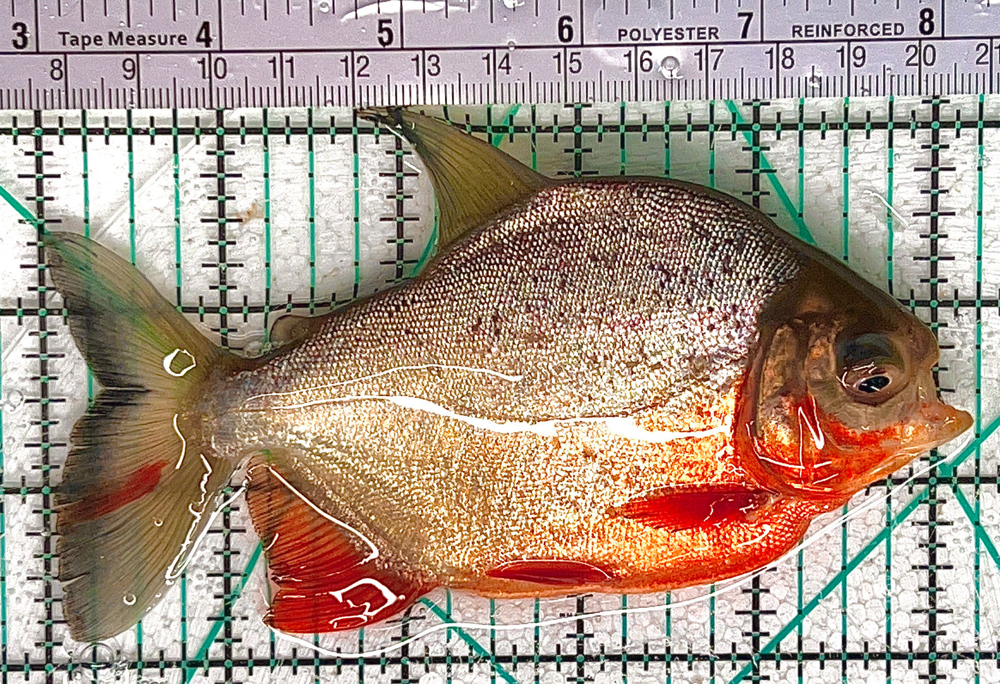 Red Belly Pacu Size : ML 5'to 6"