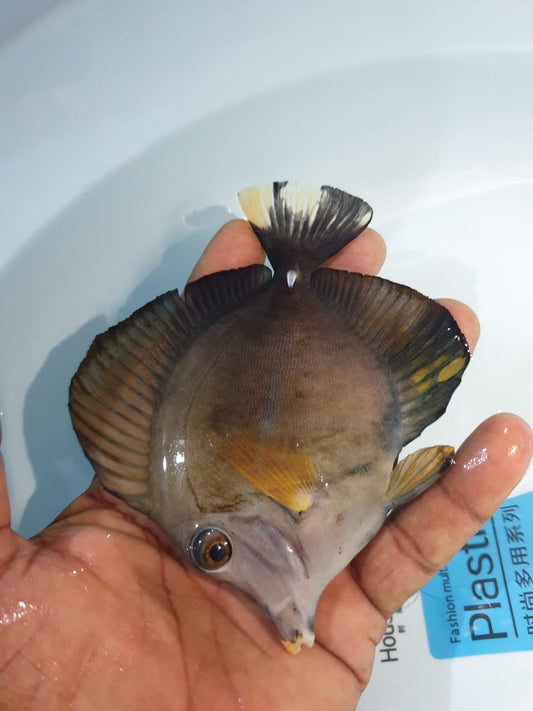 Calico Tricolor Scopas Tang Size: ML 4" to 5"