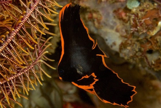 Pinnate Batfish Size: L 4" to 5"