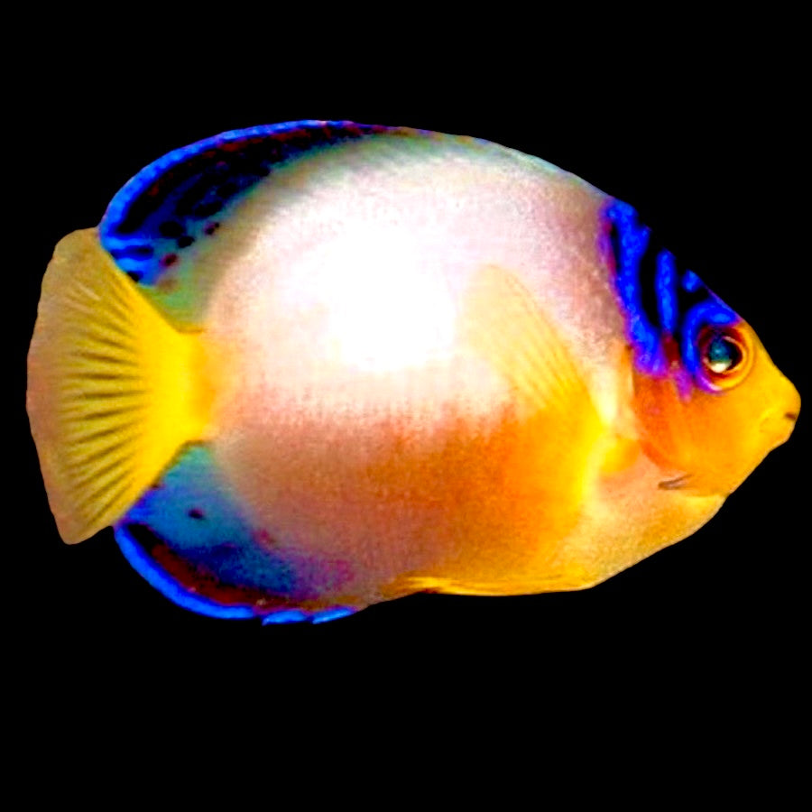 Multicolor Angelfish - Violet Aquarium 