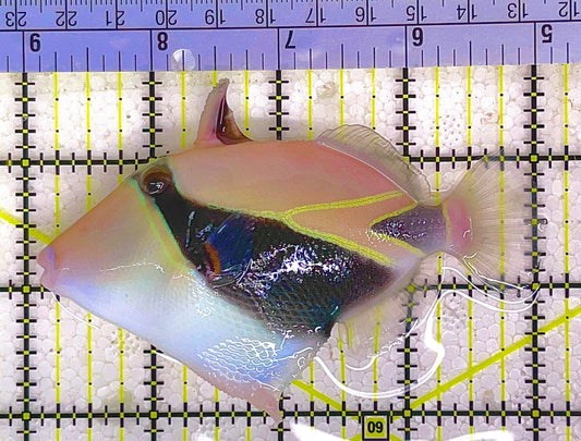 Rectangle Triggerfish RT082901 WYSIWYG Size: L 4" approx