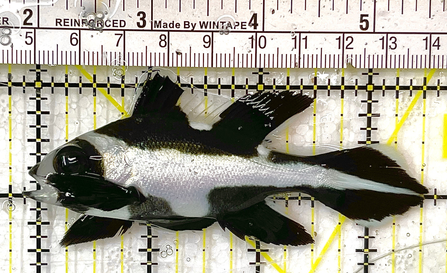 Black and White Snapper BAWS100302 WYSIWYG Size: ML 3.5" approx