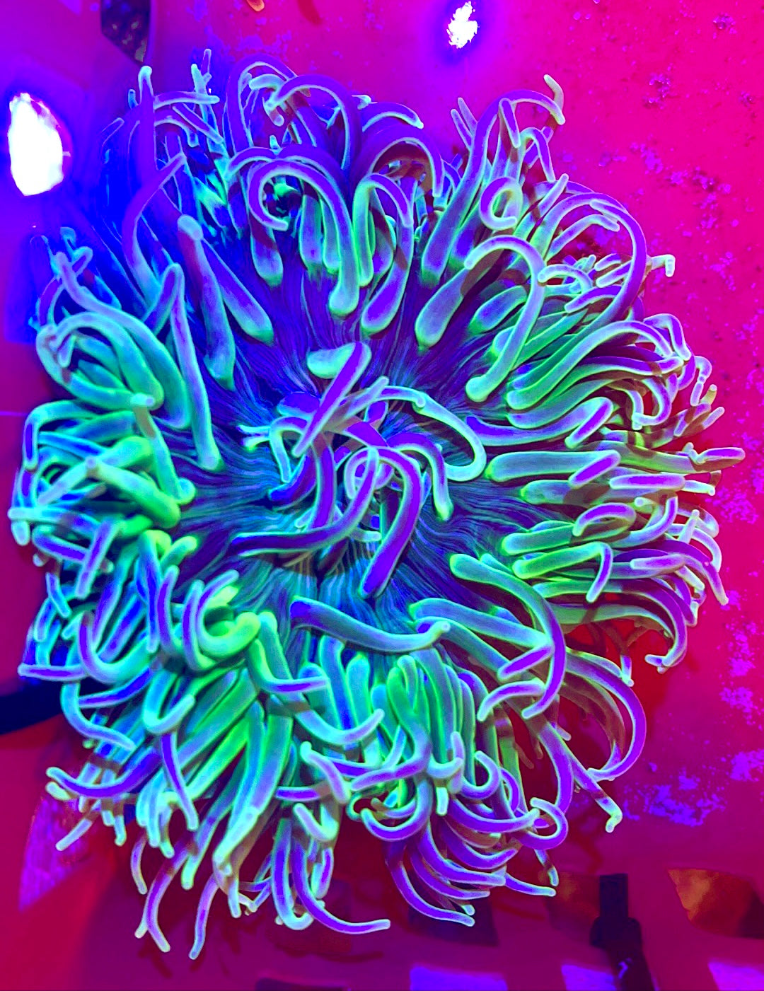 Long Tentacle Anemone Size : XXL/Show 11' and Above