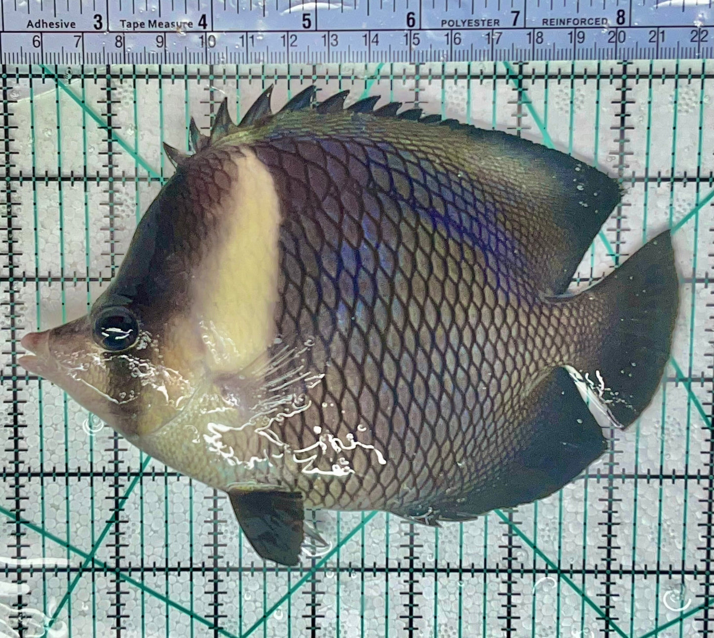 Oman Butterflyfish Size: SHOW 7"