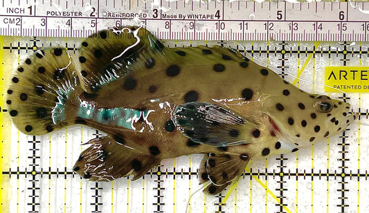 Panther Grouper PG100301 WYSIWYG Size: XL 5.5" approx