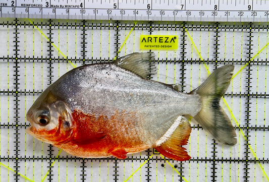 Red Belly Pacu RBP072301 WYSIWYG Size: XL 7" approx