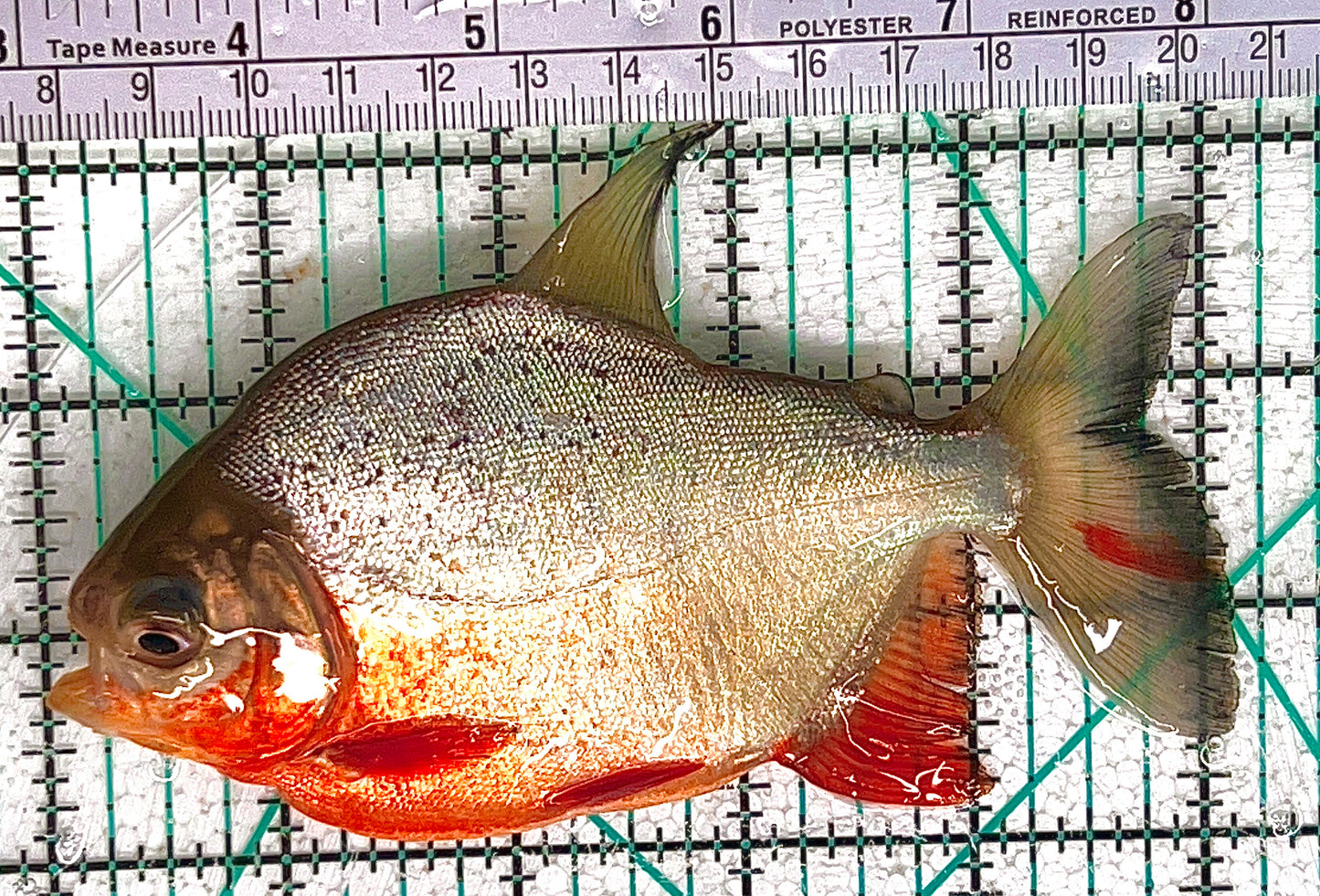 Red Belly Pacu Size : ML 5'to 6"