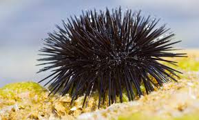 Pencil Urchin