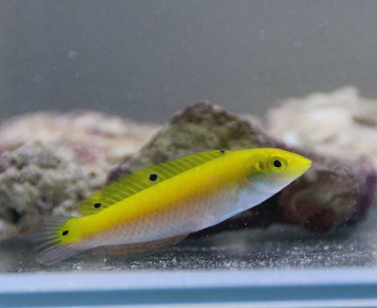 Yellow Purple Wrasse Size: XL 4" to 5"