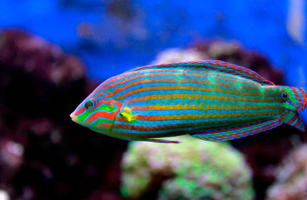 Melanurus Wrasse - Violet Sea Fish and Coral