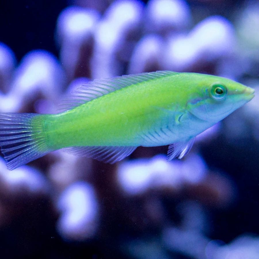 Green Coris Wrasse - Violet Sea Fish and Coral