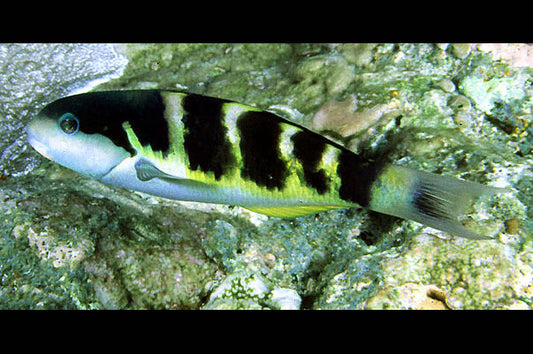 Jansen Saddle Wrasse Size: M 3" to 4"