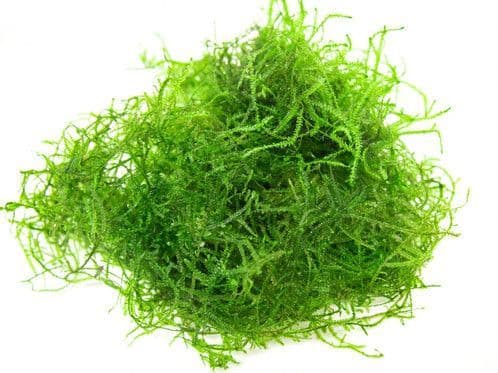 Java Moss / Vescularia Dubyana