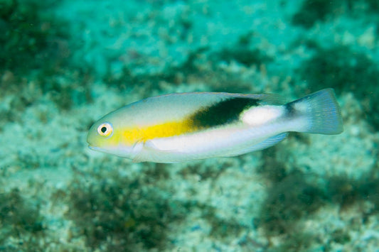 Jordan's Tuskfish - Violet Sea Fish and Coral