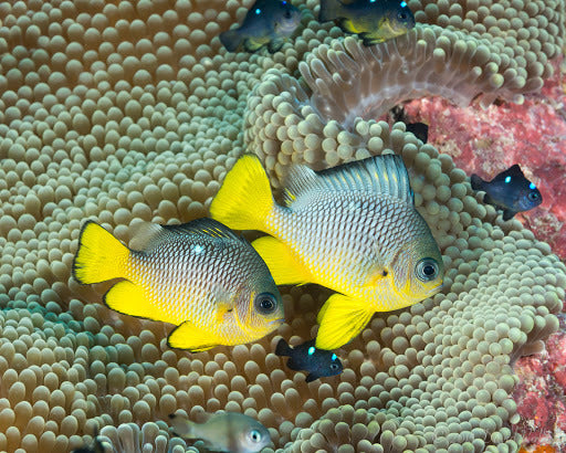 Golden Belly Domino Damselfish (Tonga) Size :S 1" to 1.25"