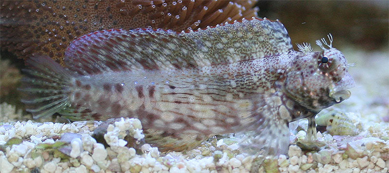 Lawnmower Blenny - Violet Aquarium