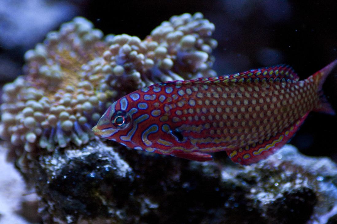 Ornate Leopard Wrasse - Violet Aquarium