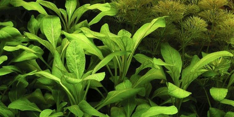 Lobelia Cardinalis Gigantea