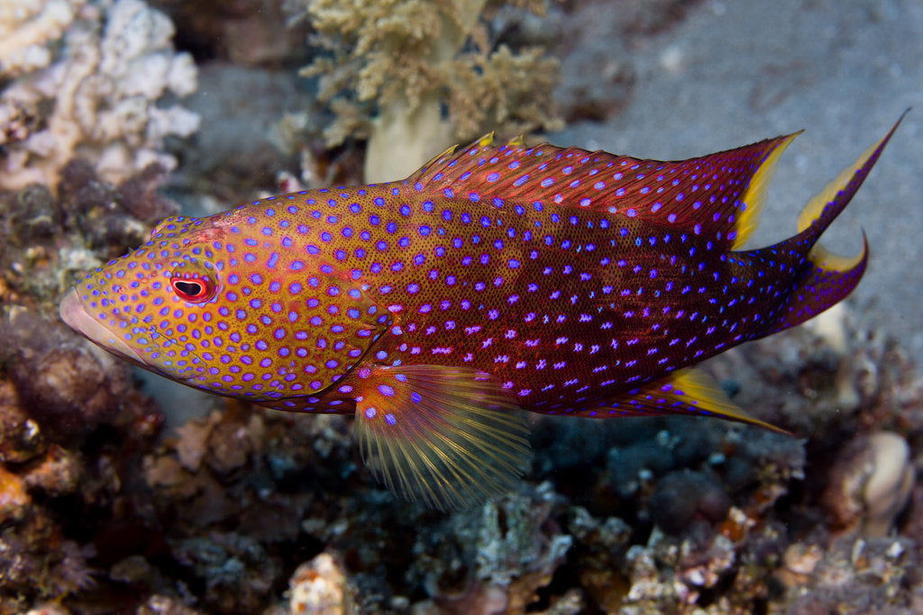 Louti Grouper - Violet Aquarium