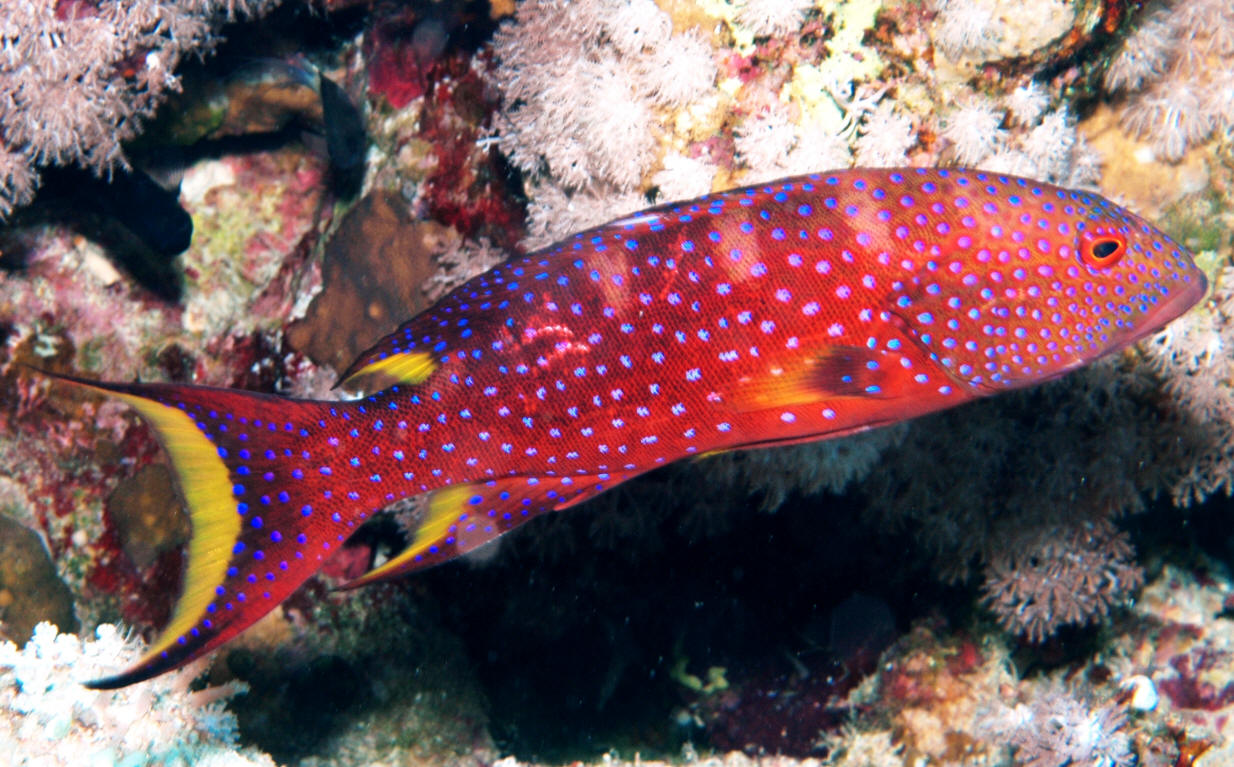 Louti Grouper - Violet Aquarium