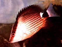 Malabar Red Snapper Size: M 3" to 4"