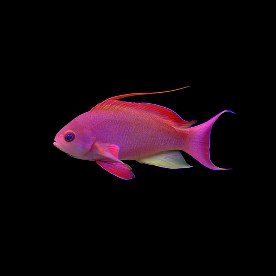 Male Lyretail Anthias (Tonga) Size: L 3" to 4"