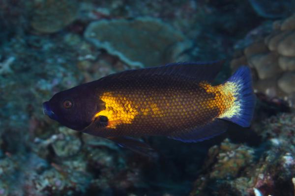 Australian Tubelip Wrasse Size: XL 2.5" to 3.5"