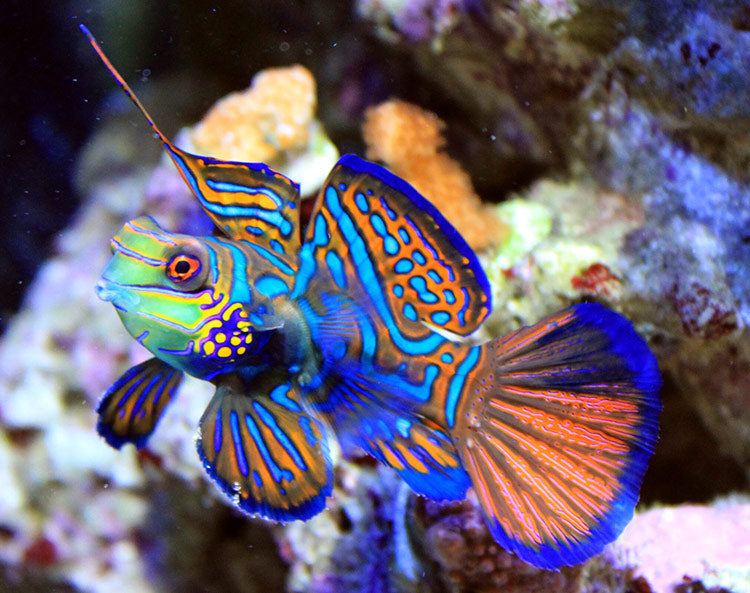 Green Mandarin Dragonet Size XL 2 to 3 Violet Aquarium