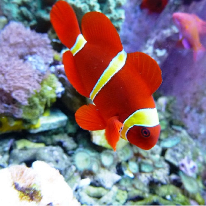 Gold stripe Maroon Clownfish - Violet Aquarium