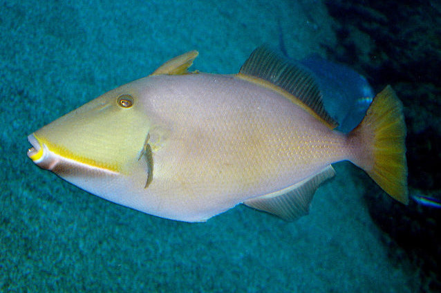 Masked Triggerfish Size: M 2.5" to 3.5" (Maldives)