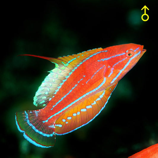 Mccosker's Flasher Wrasse Size: Tiny 1" or Below - Violet Aquarium 