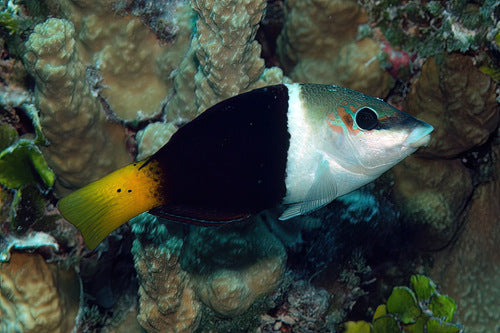 Half and Half Wrasse Size: Tiny 1" or Below - Violet Aquarium 