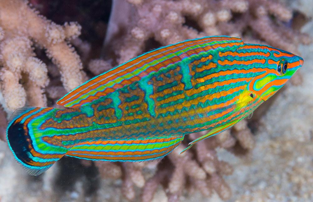 Melanurus Wrasse - Violet Sea Fish and Coral