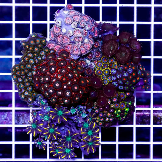 Indo Neon Mini Reef Colony WYSIWYG INZ092006