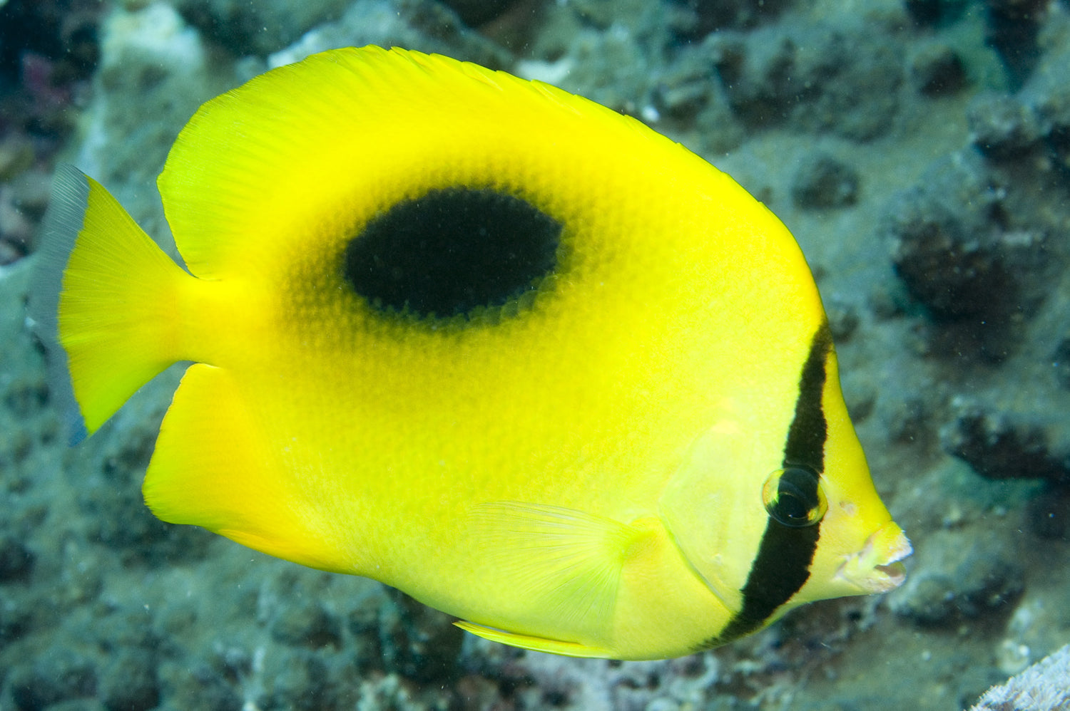 Speculum Butterflyfish - Violet Sea Fish and Coral