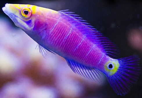 Mystery Wrasse Size: S 1" and Below