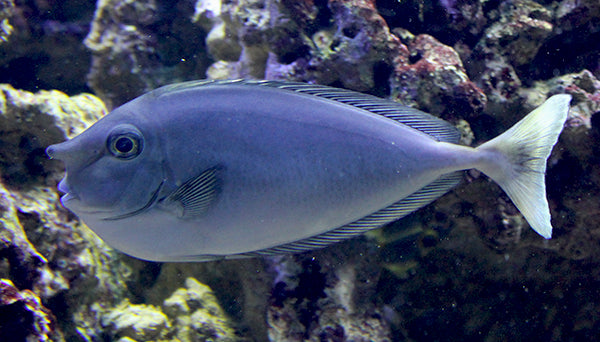 Longnose Spotted Unicorn Tang Size: L 6" to 7"