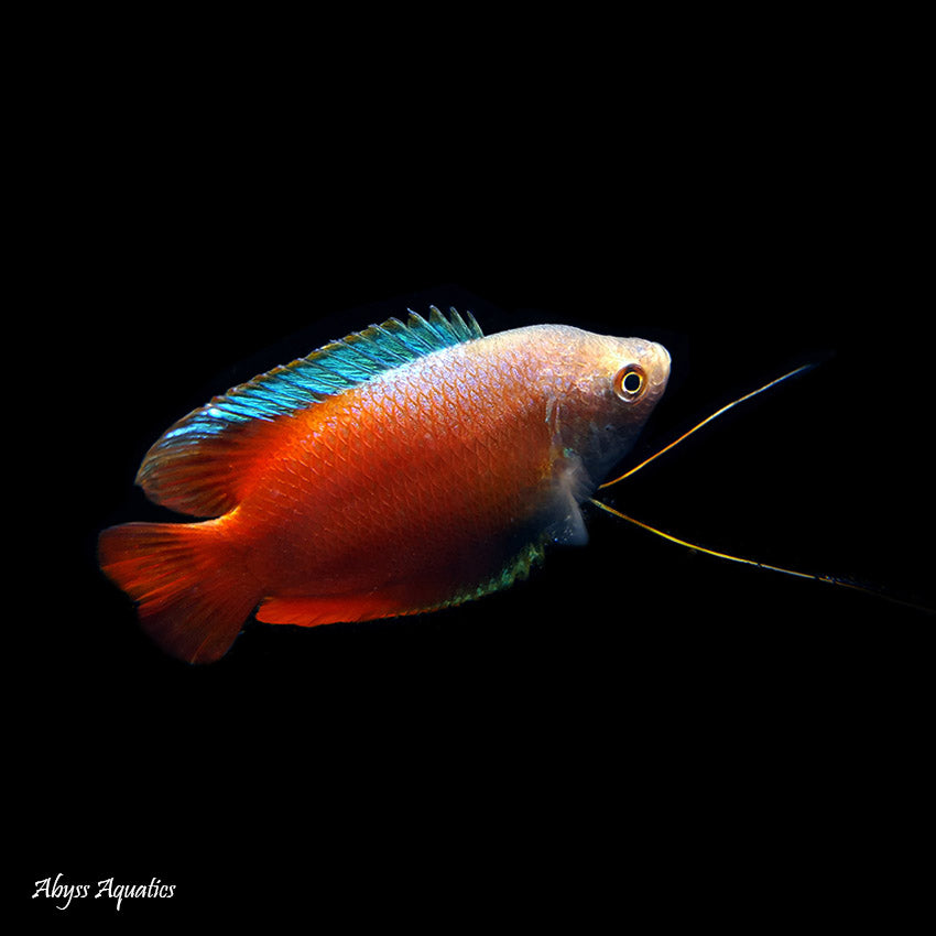 Neon Red Dwarf Gourami