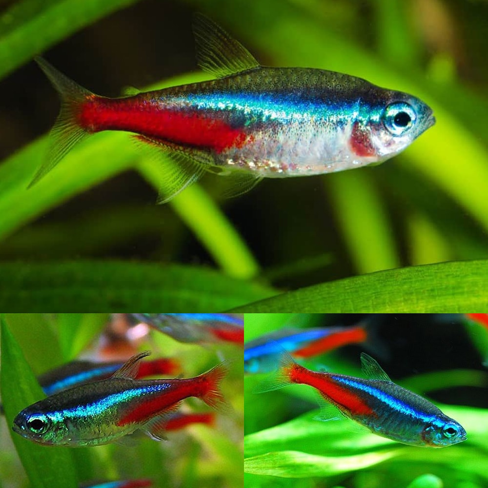 Neon Tetra