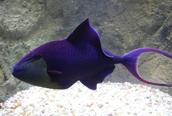 Niger triggerfish care hotsell