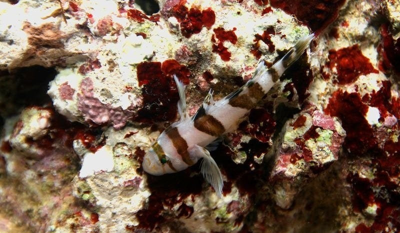 Circus Goby