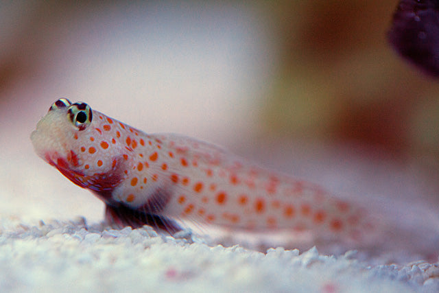 Orange Spotted Goby - Violet Aquarium