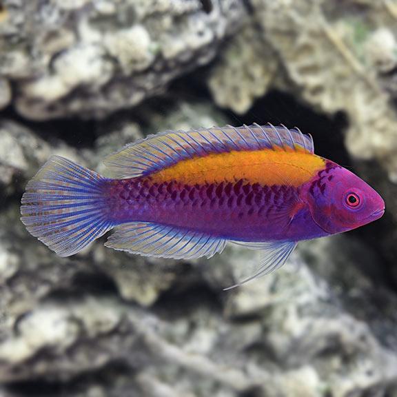 Orange-Back Fairy Wrasse Size: XL 1.75" to 2"