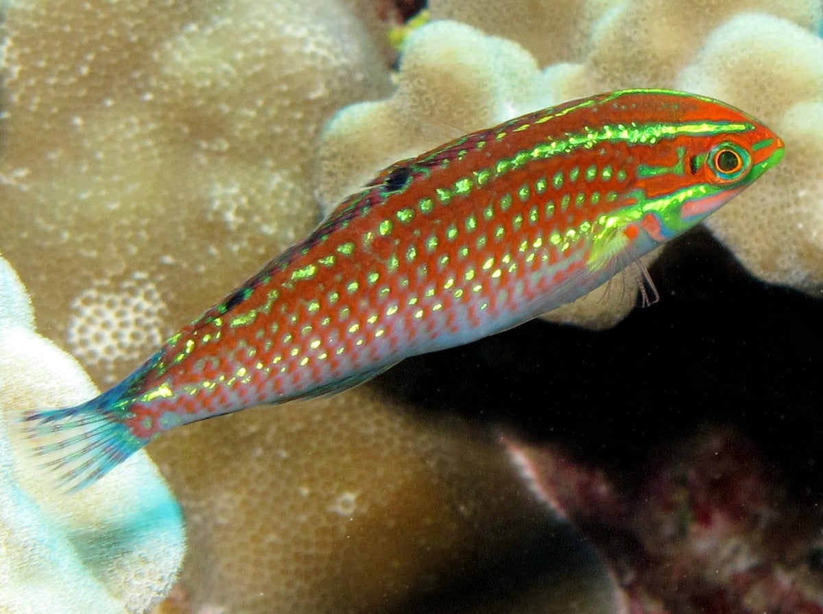 Christmas Wrasse Size: XL 2.5" to 3"