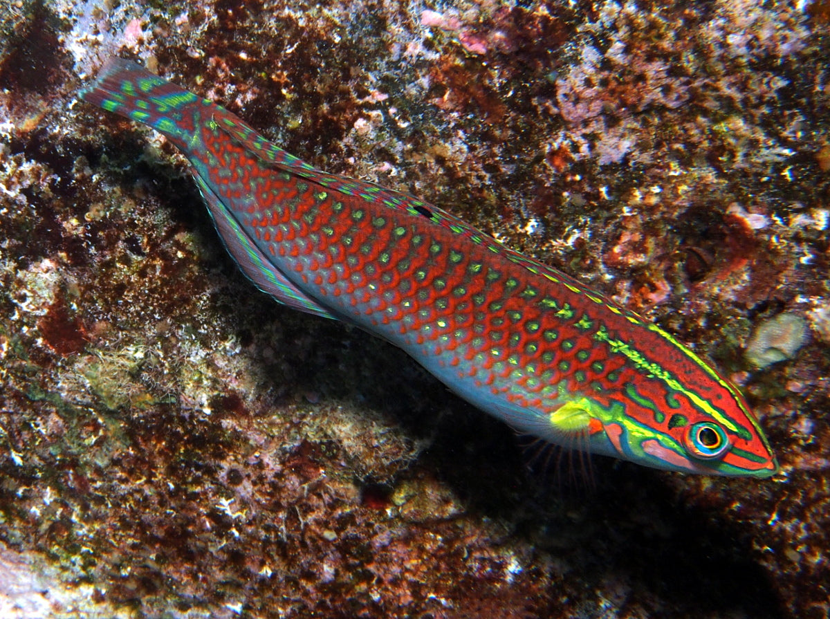 Christmas Wrasse Size: XL 2.5" to 3"