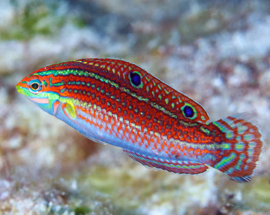 Christmas Wrasse Size: XL 2.5" to 3"