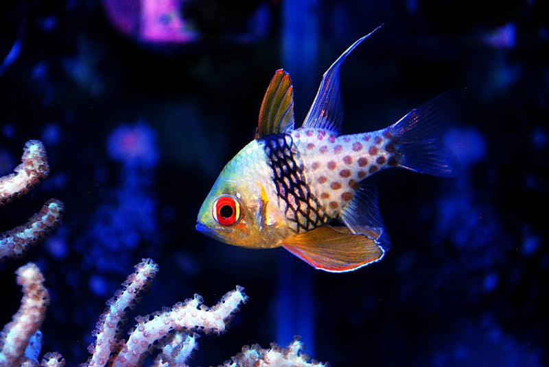 Pajama Cardinal Fish - Violet Aquarium