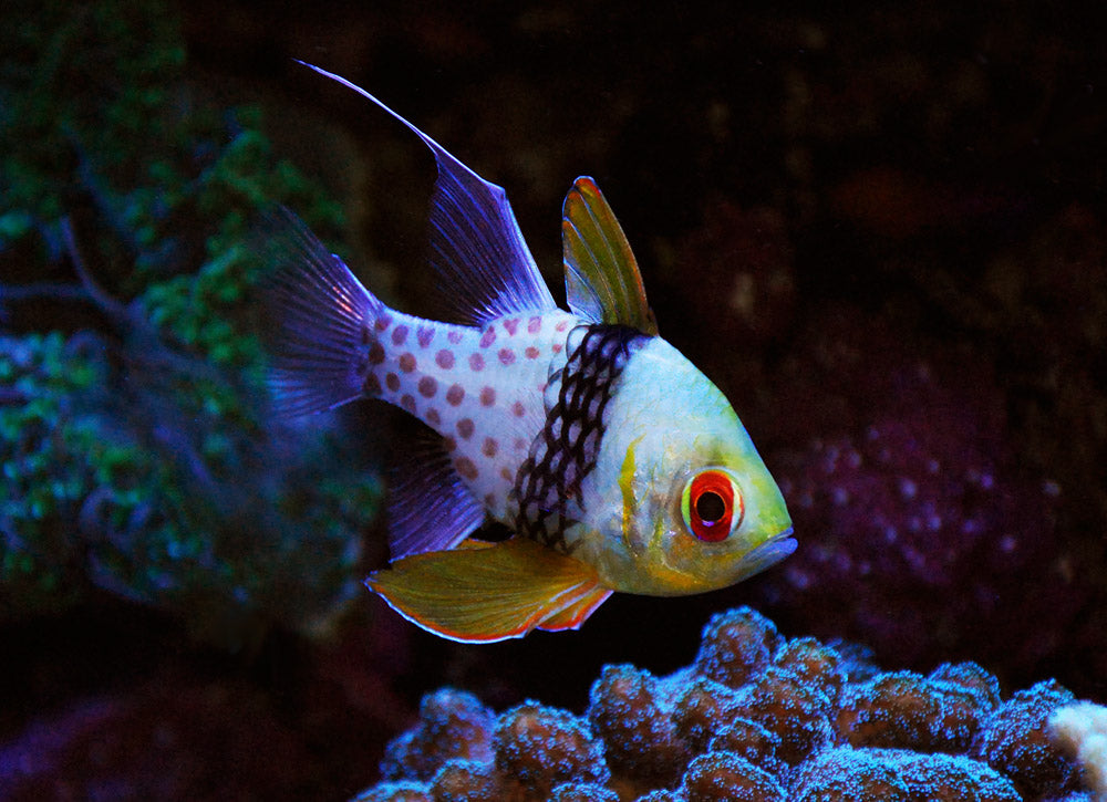 Pajama Cardinal Fish - Violet Aquarium