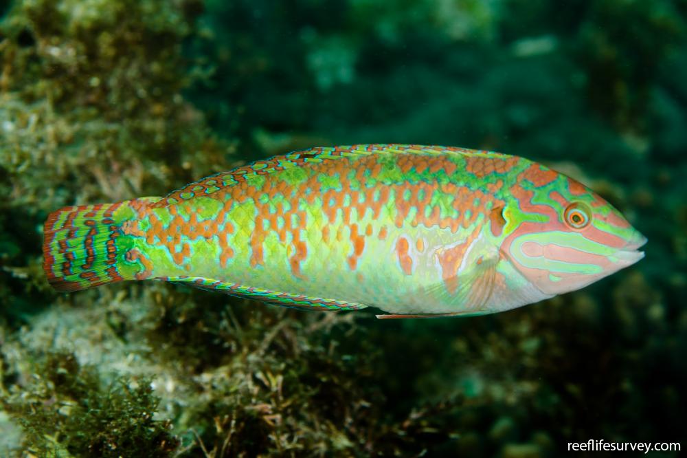 Pearly Wrasse Size: L 2" to 2.5"