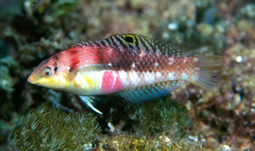 Nebulous Picture Wrasse - Violet Aquarium